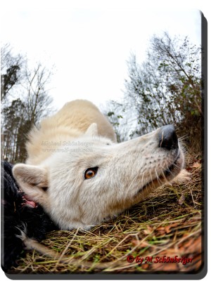 Foto by Michael Schönberger - Polarwölfe - Wolfspark Werner Freund